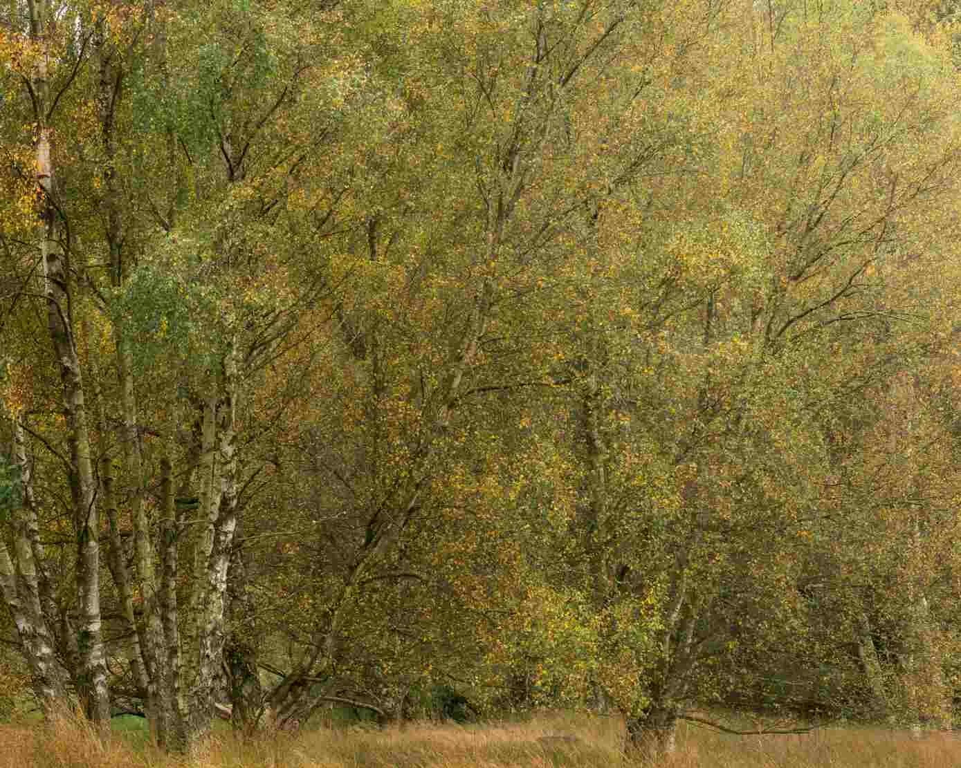 Early Autumn.jpg