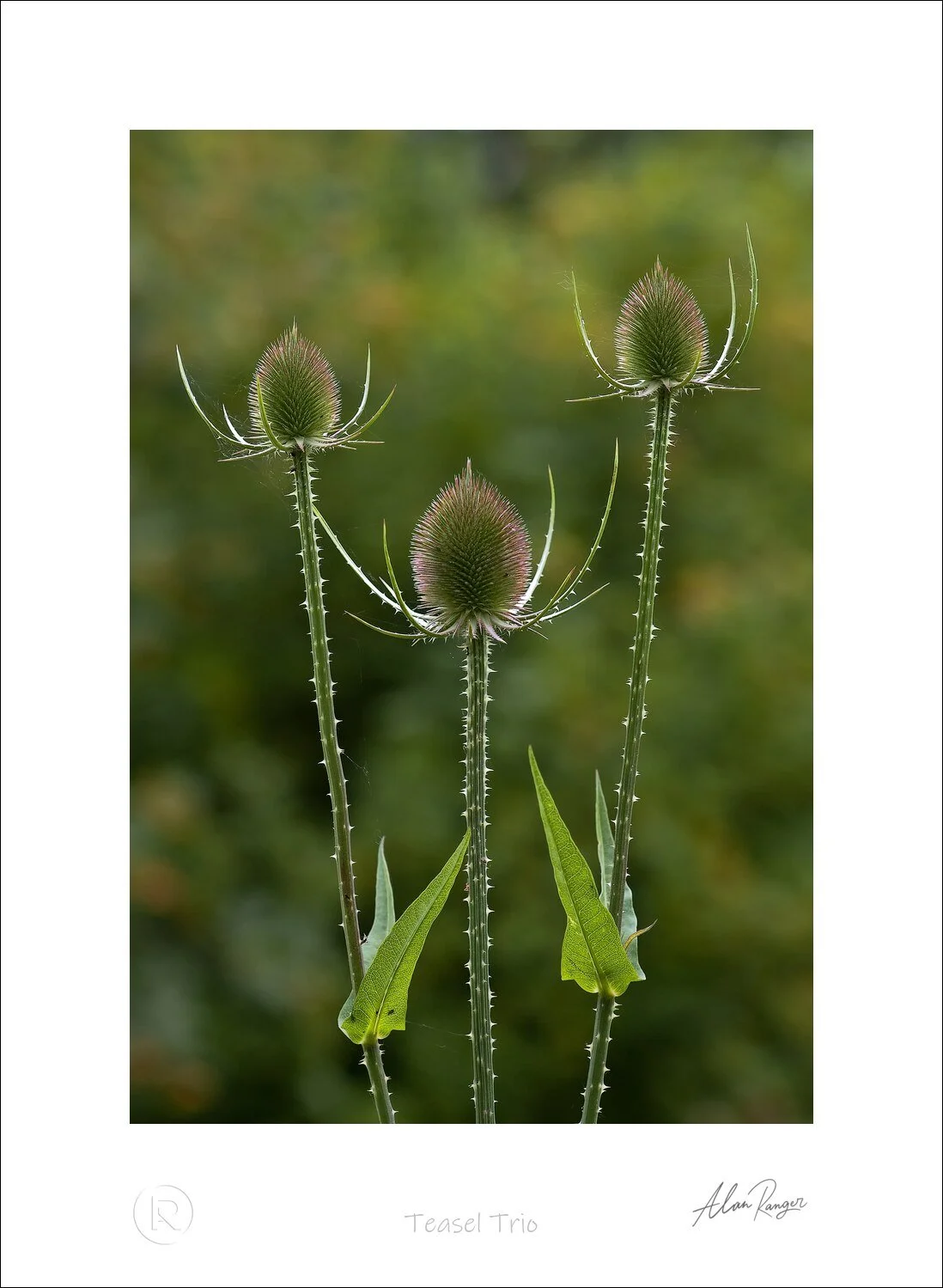 Teasel Trio.jpg