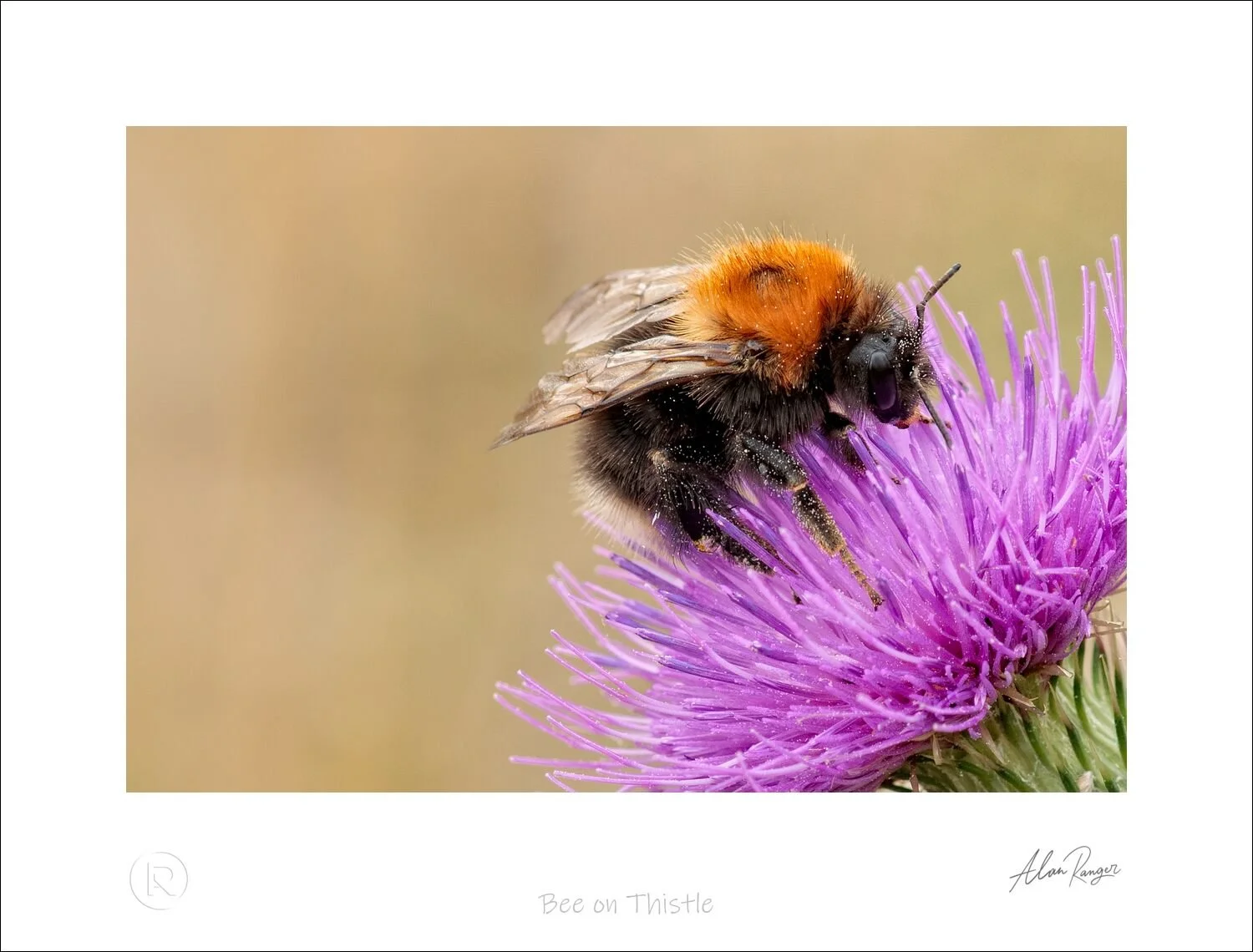Bee on Thistle.jpg