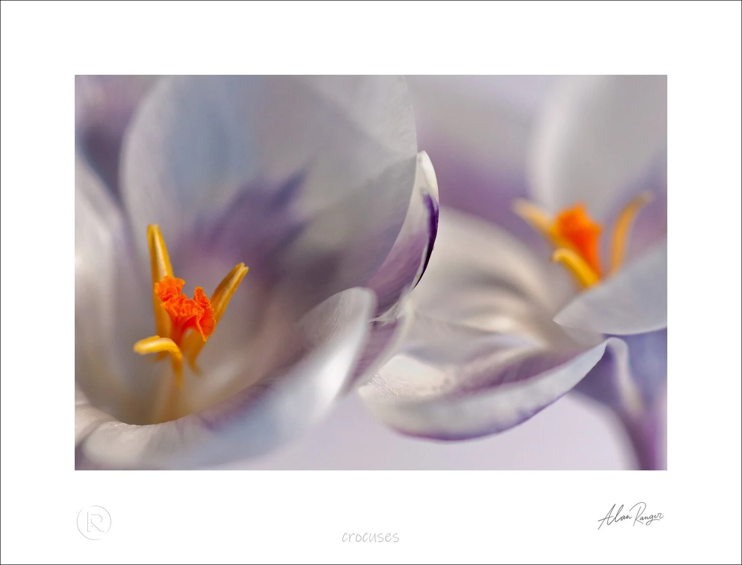 crocuses.jpg