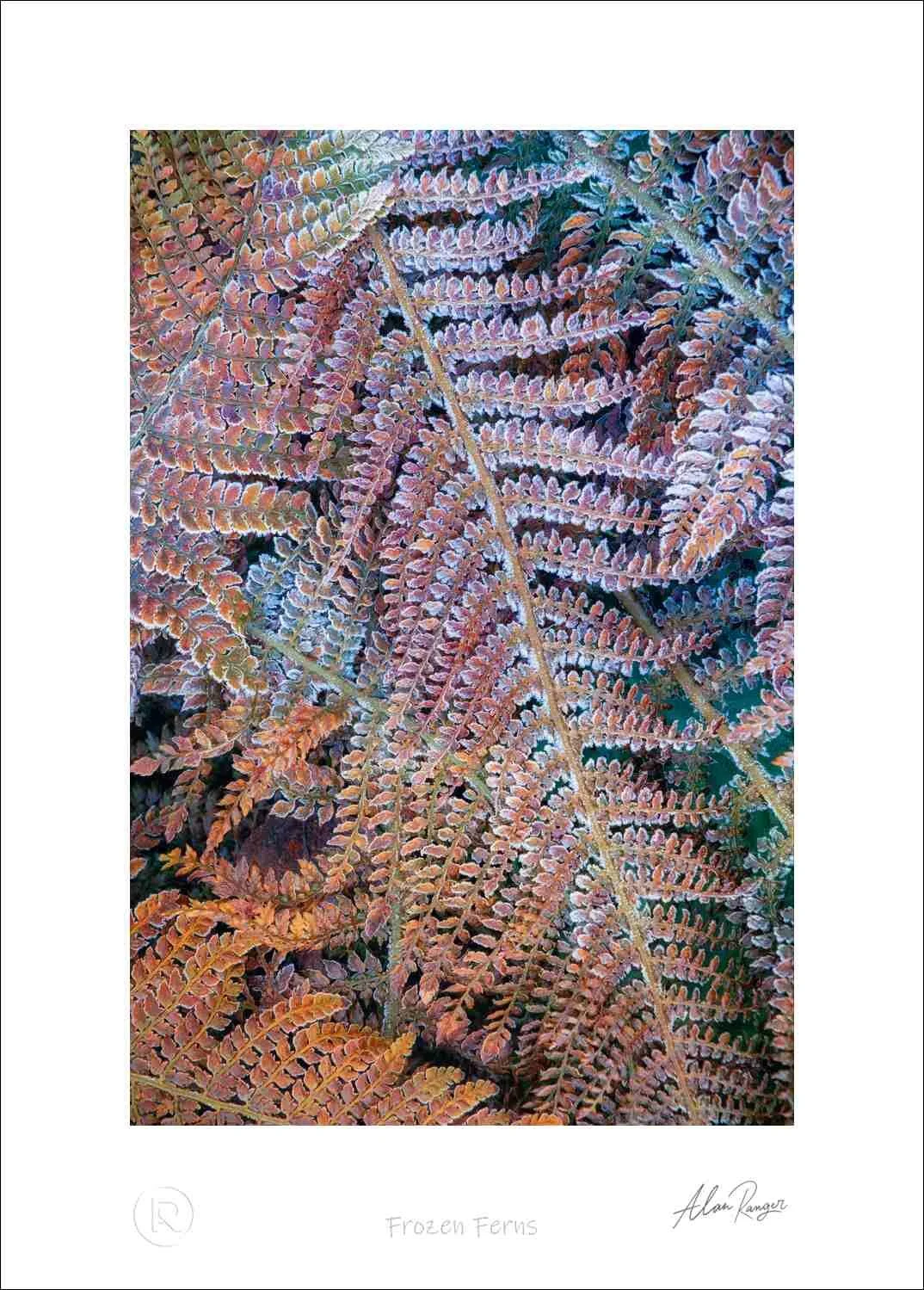 Frozen Ferns.jpg