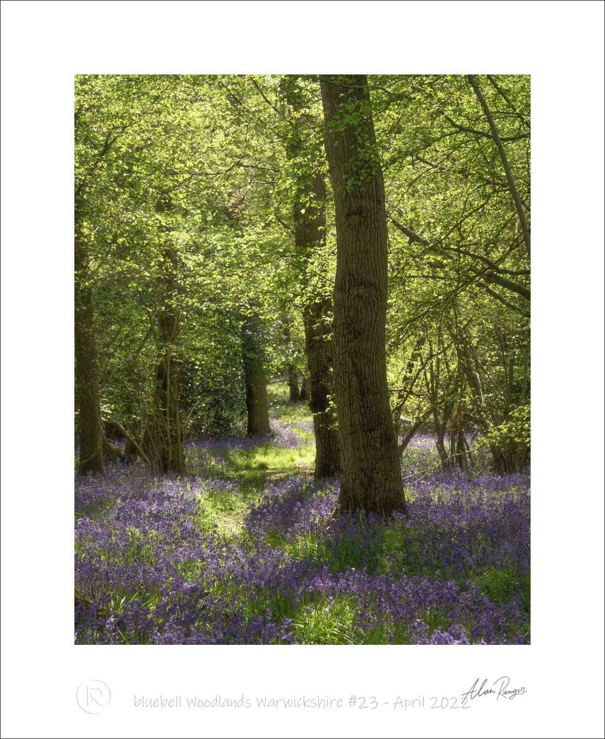 Bluebell Photography Prints
