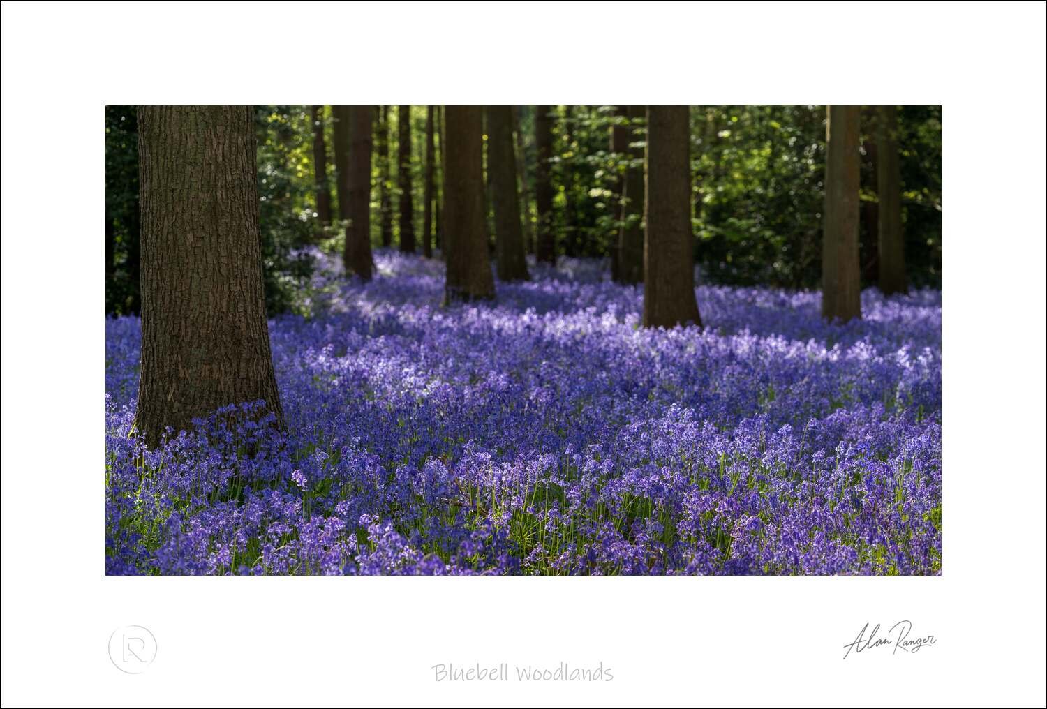 Bluebell Woodlands.jpg