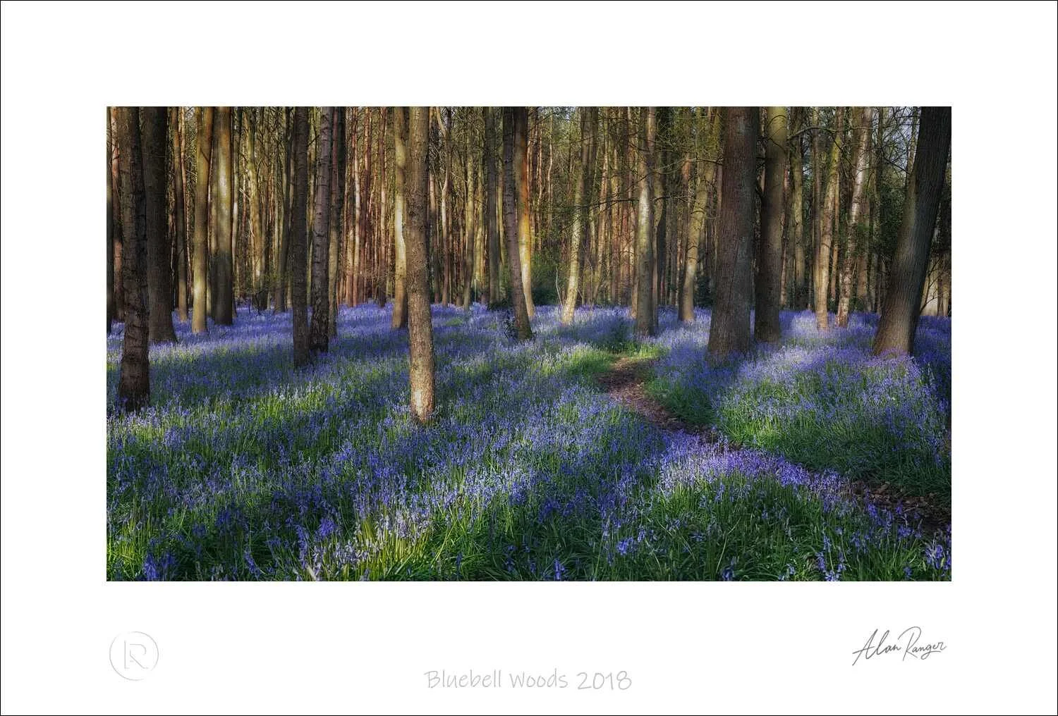 Bluebell Woods 2018.jpg