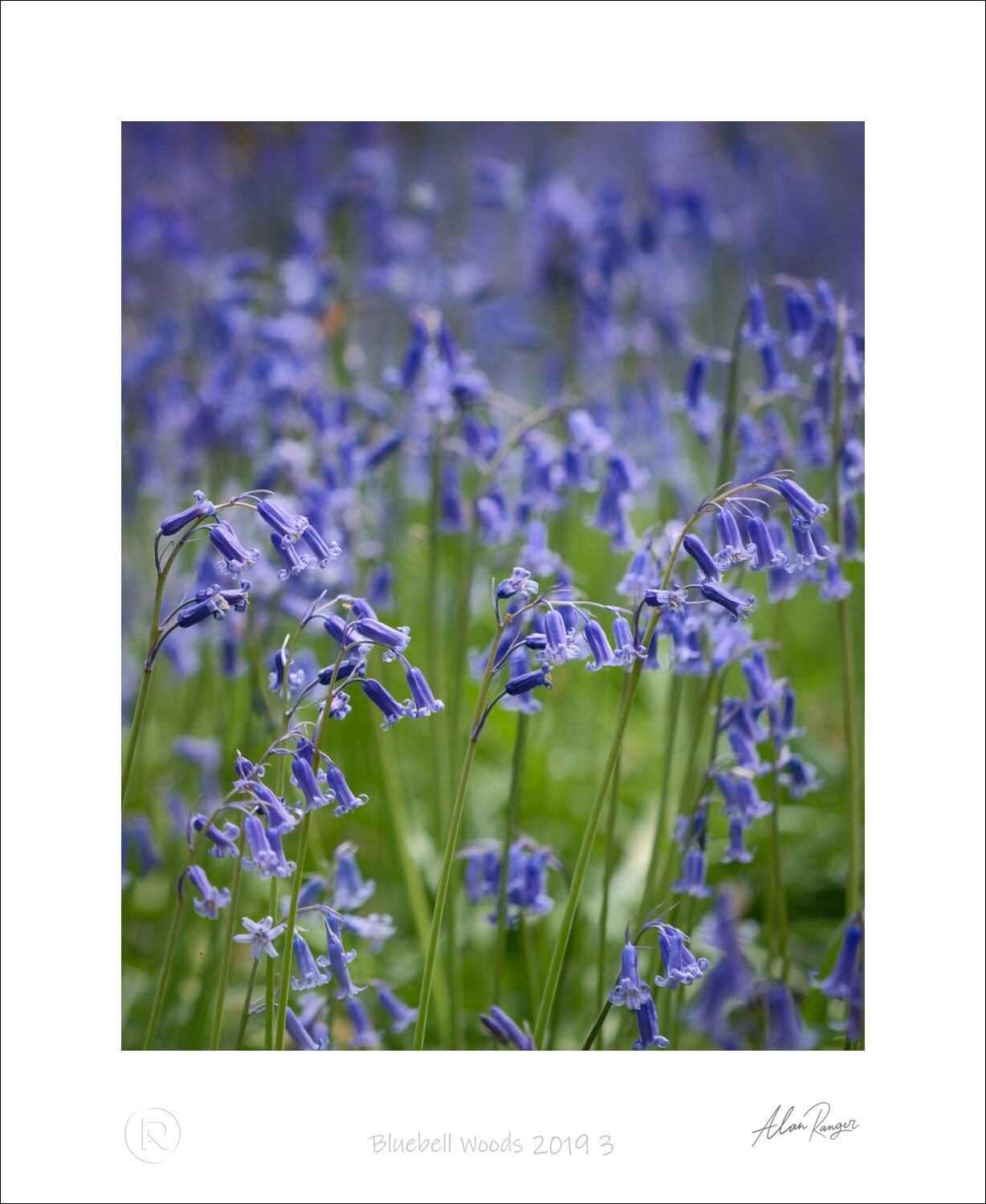 bluebell photography