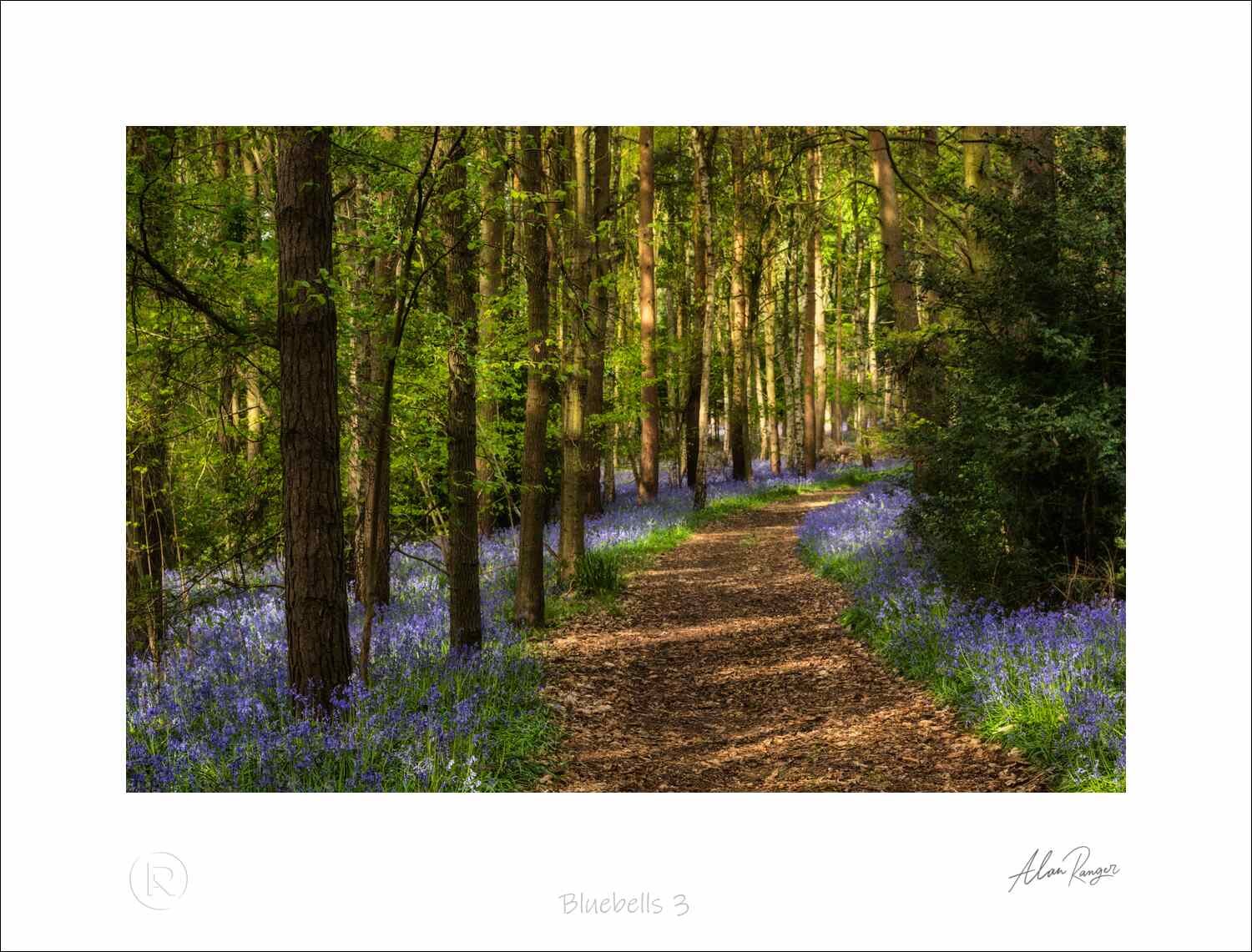 Bluebells 3.jpg