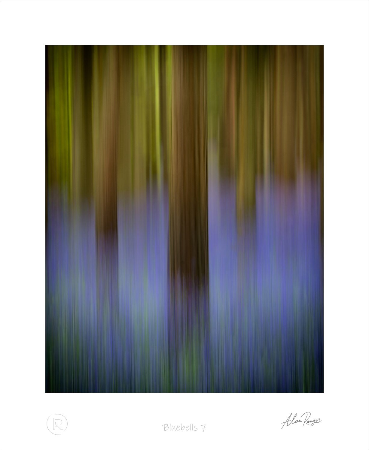 Bluebells 7.jpg