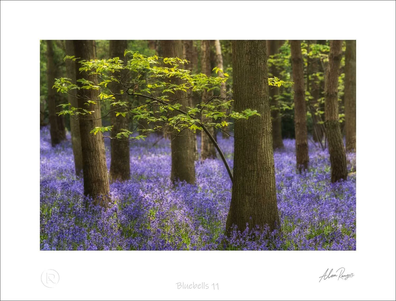 bluebell photography