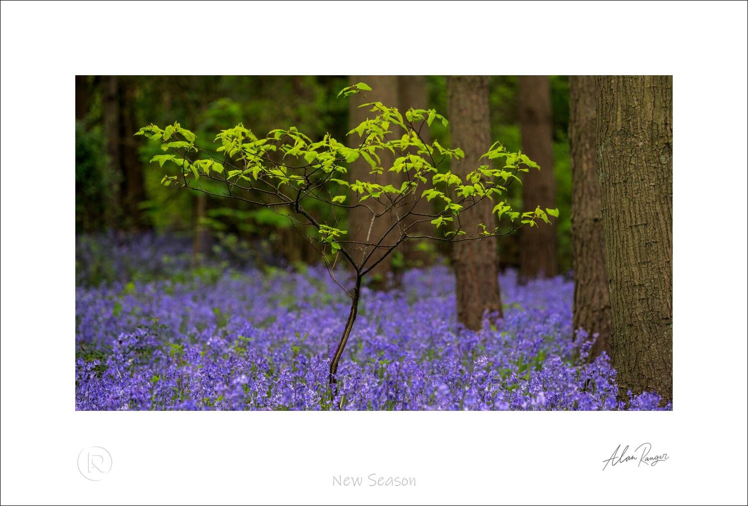 Bluebell Photography Prints