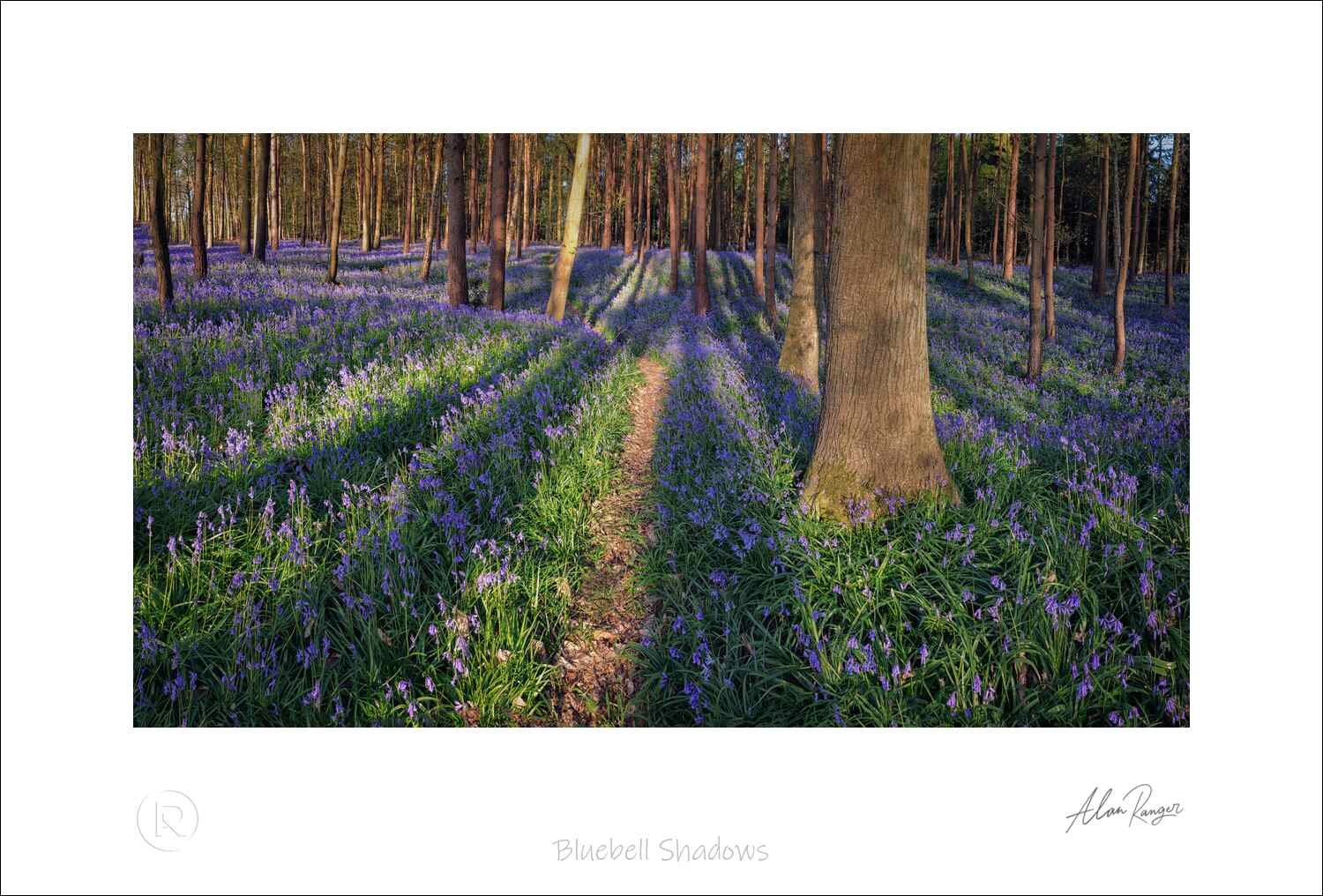 Bluebell Shadows.jpg