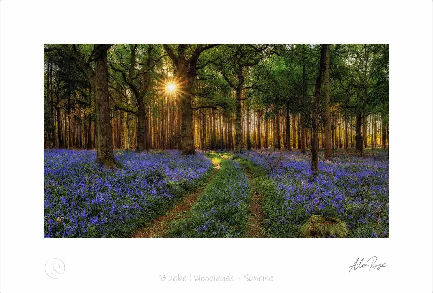 bluebell woods near me