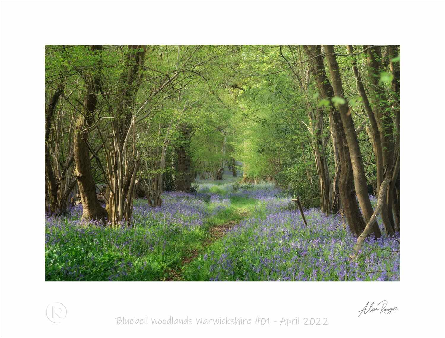 Bluebell Woodlands Warwickshire #01 - April 2022.jpg