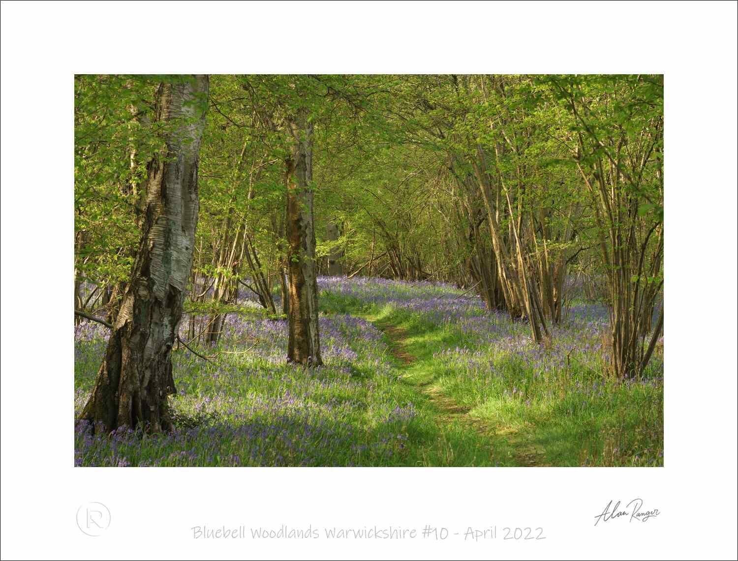Bluebell Woodlands Warwickshire #10 - April 2022.jpg