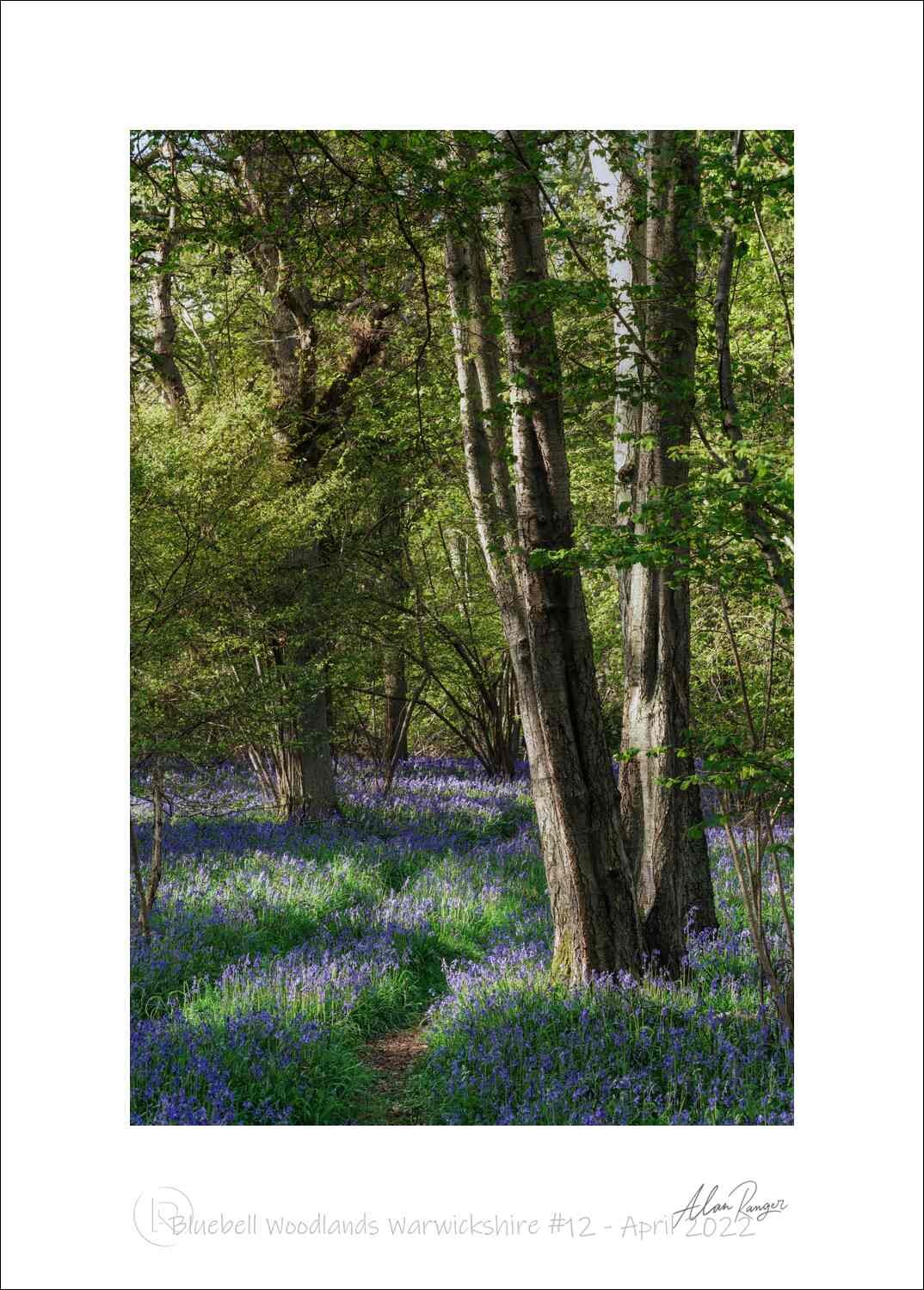 Bluebell Woodlands Warwickshire #12 - April 2022.jpg