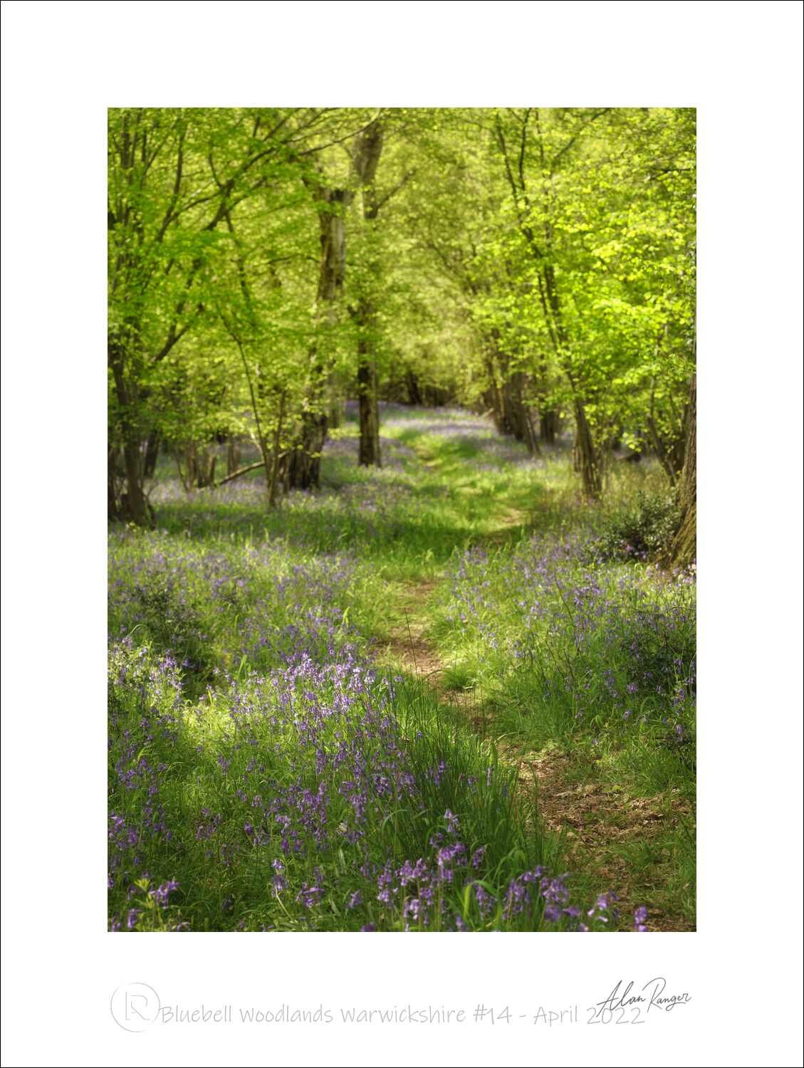Bluebell Woodlands Warwickshire #14 - April 2022.jpg