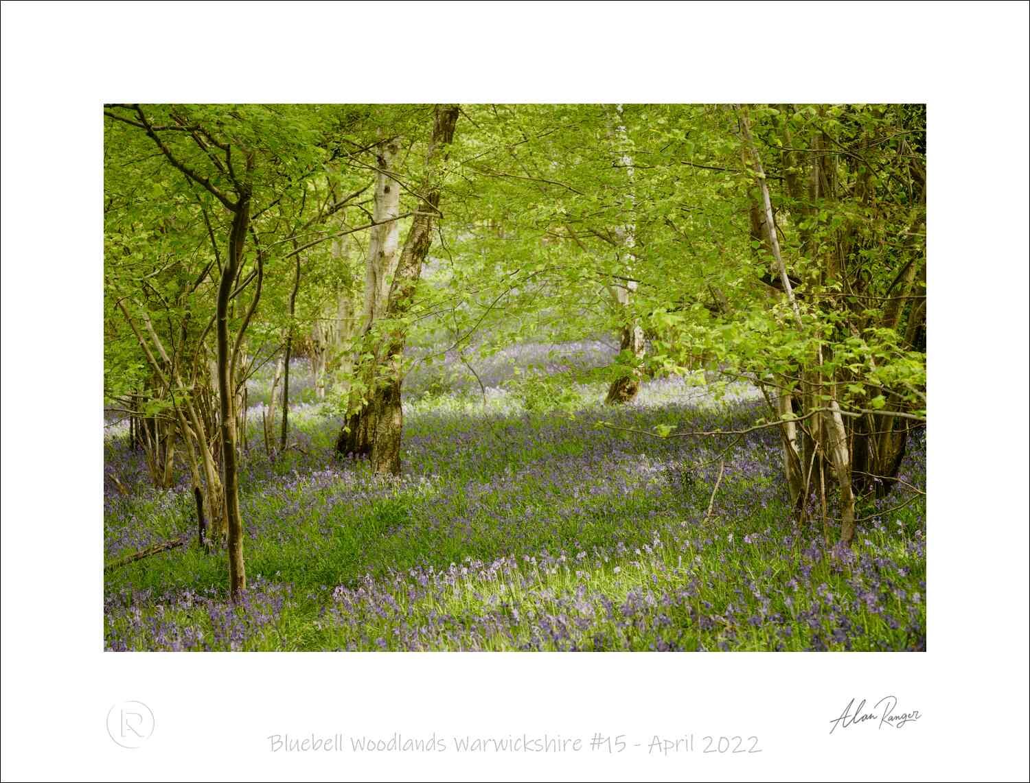 Bluebell Woodlands Warwickshire #15 - April 2022.jpg