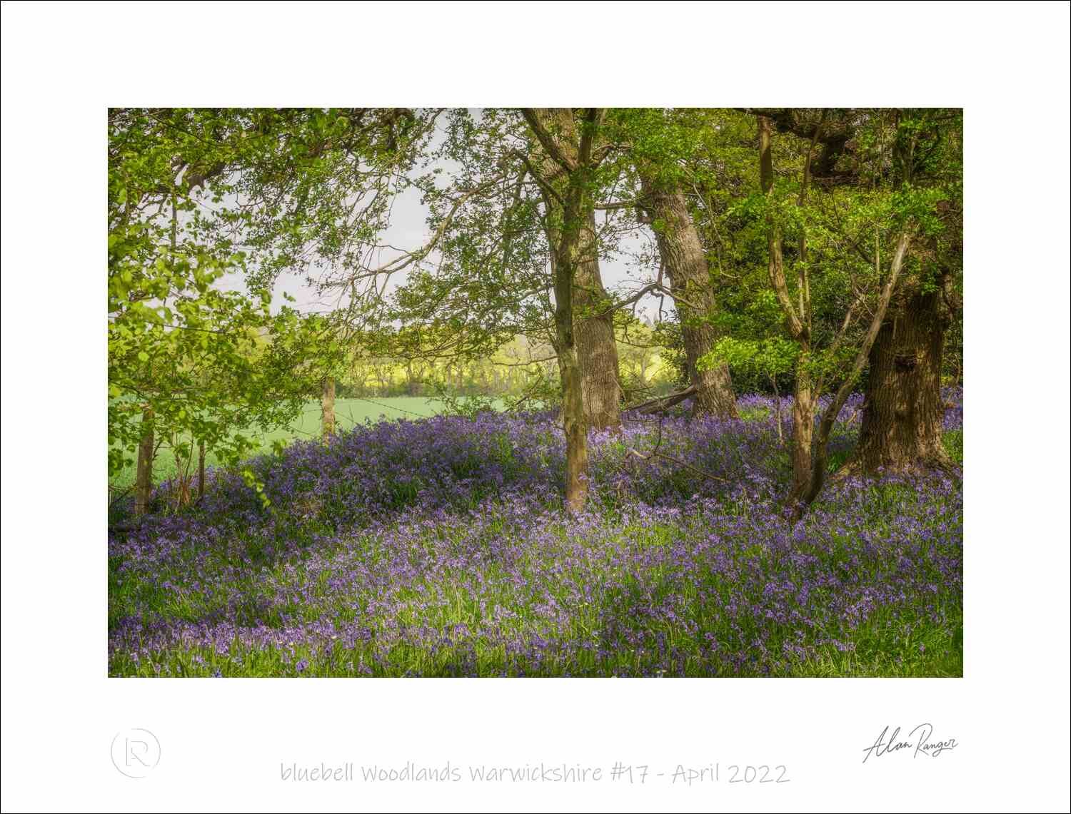 bluebell Woodlands Warwickshire #17 - April 2022.jpg