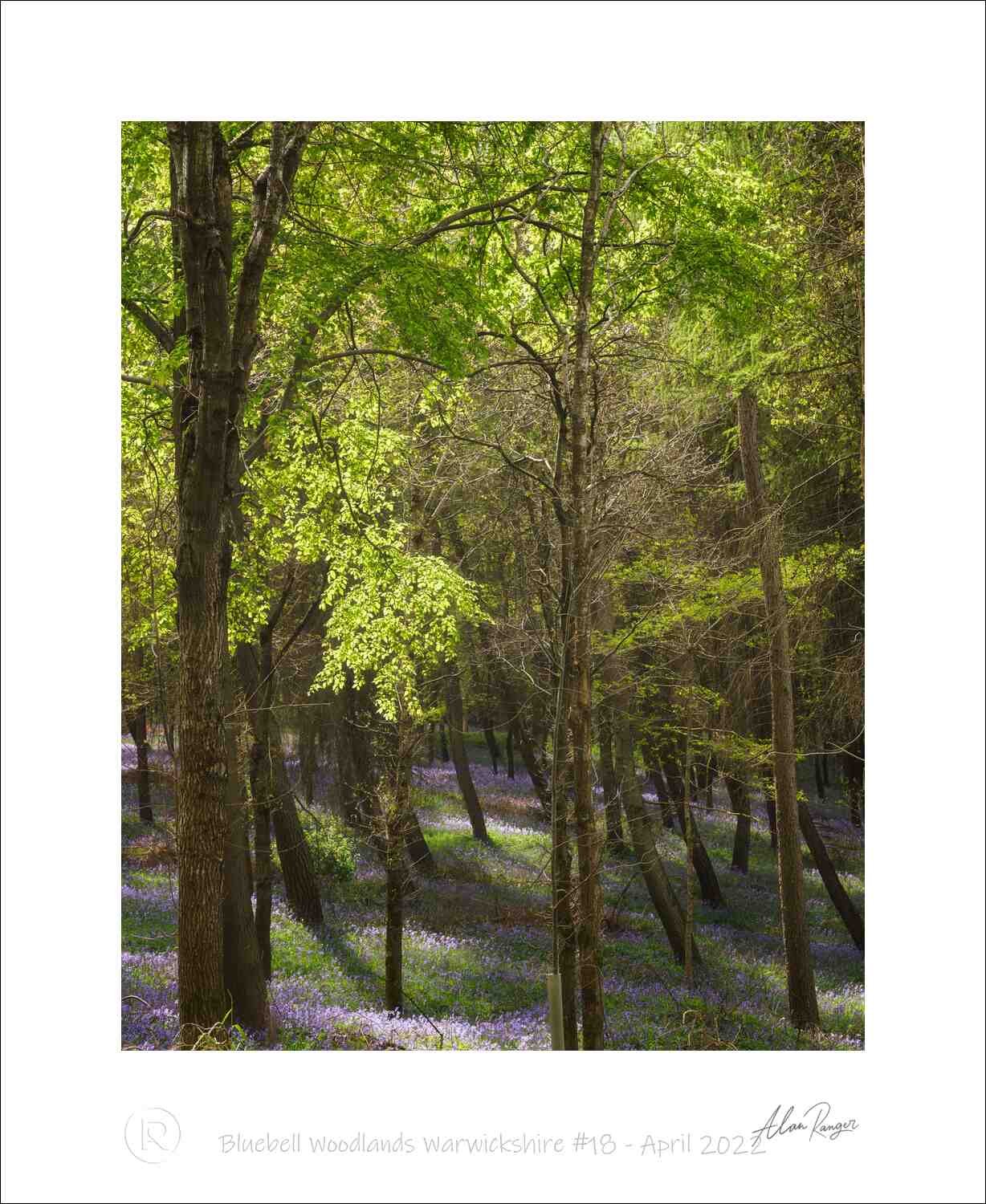 Bluebell Woodlands Warwickshire #18 - April 2022.jpg