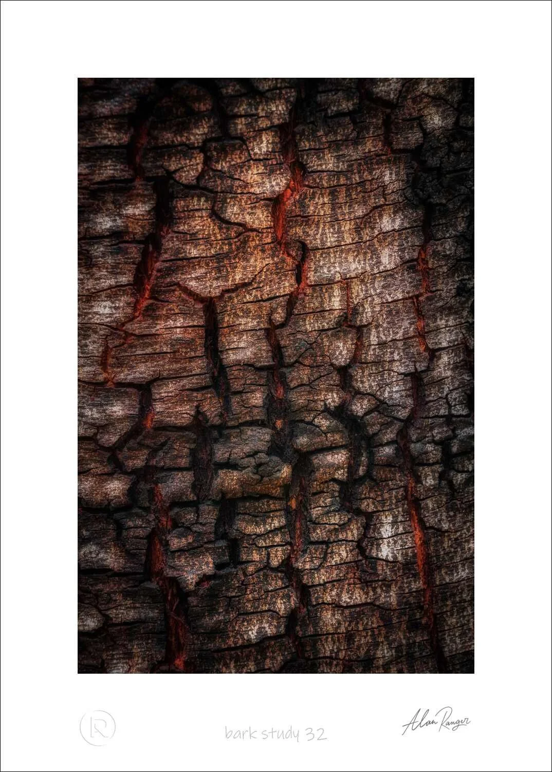 Bark Study 32