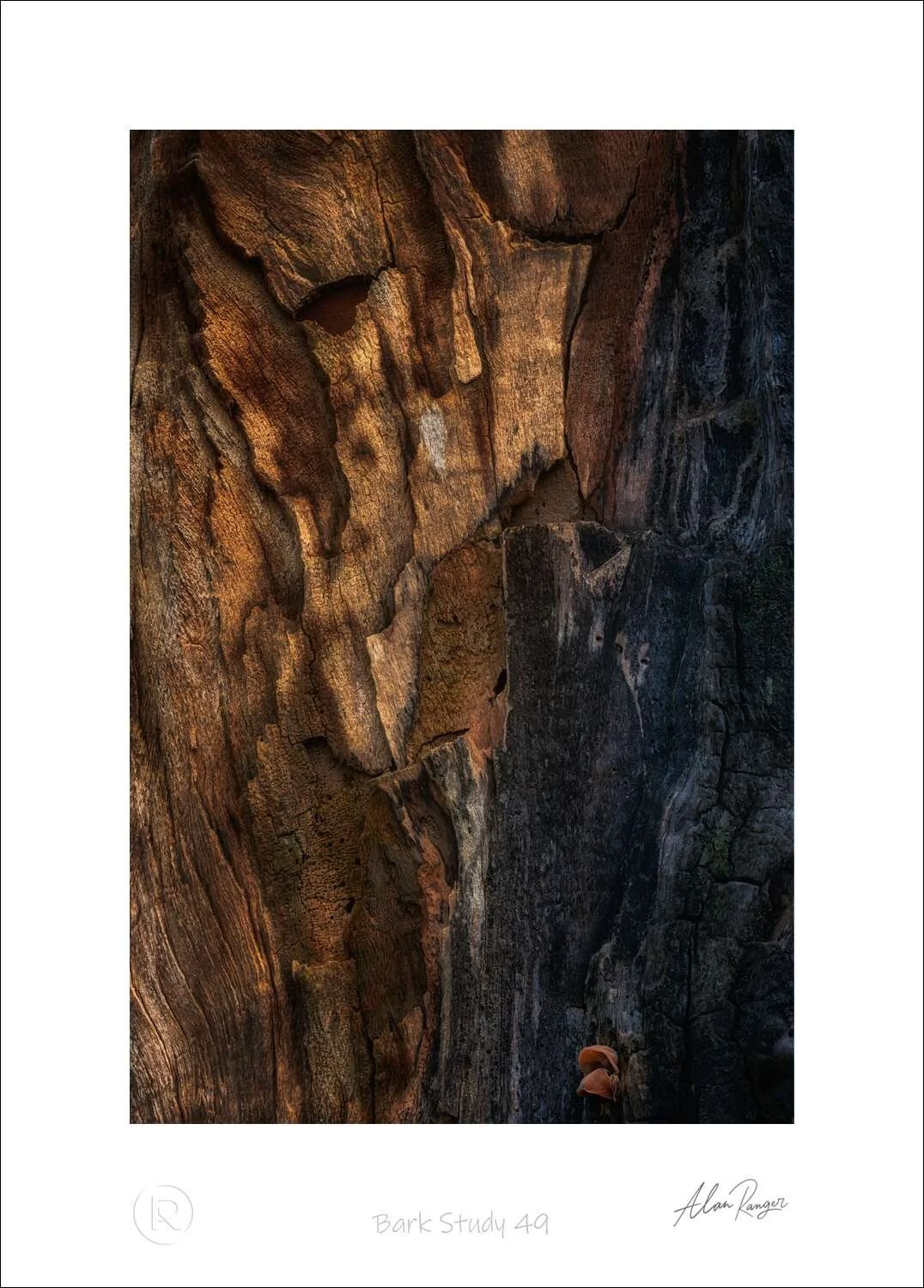 Bark Study 49