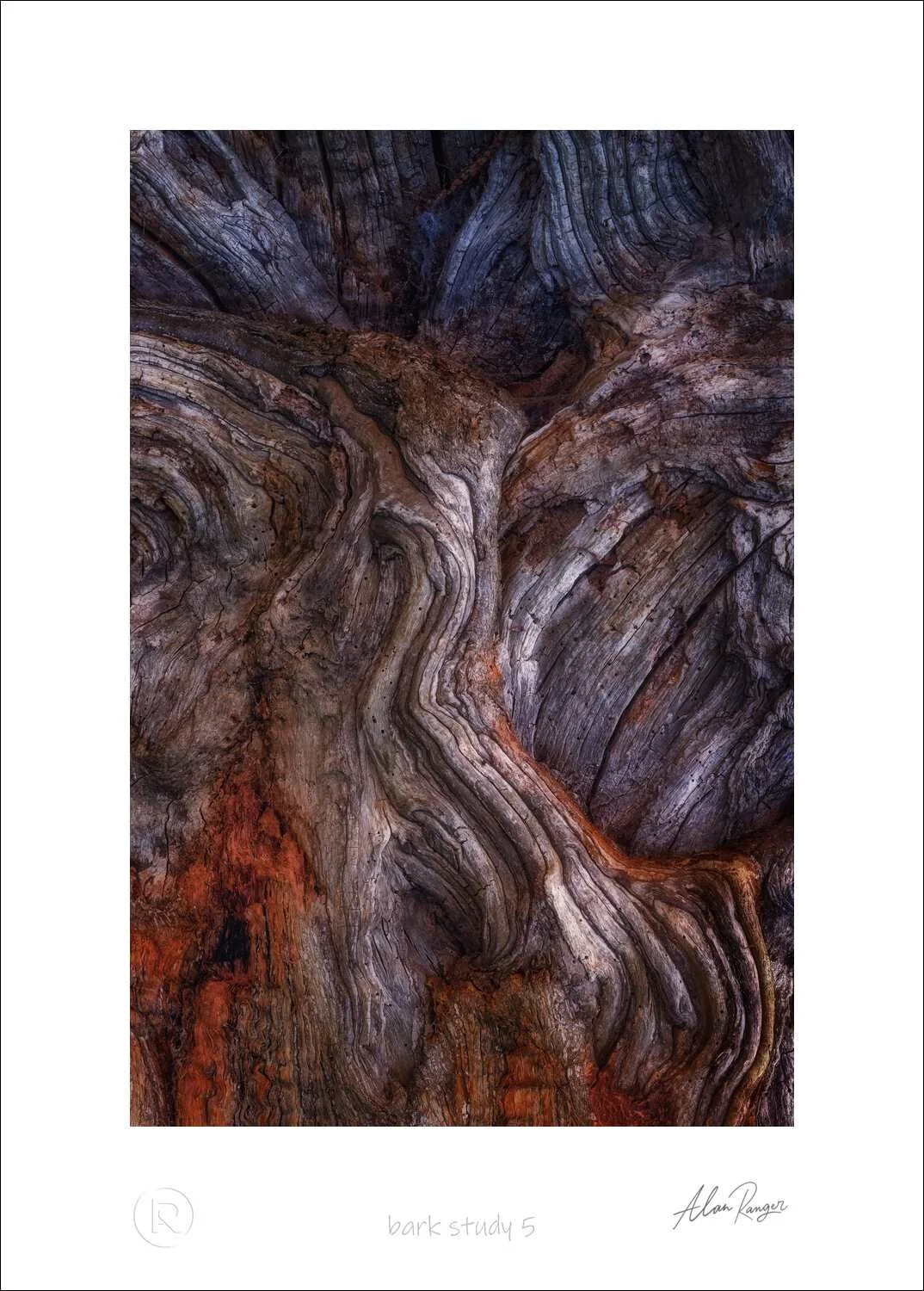 bark study 5.jpg