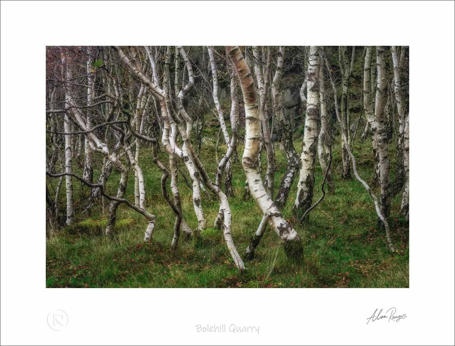Repeated woodland trunks at Bolehill Quarry