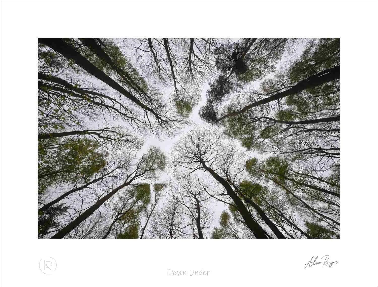 Upward view through woodland trees