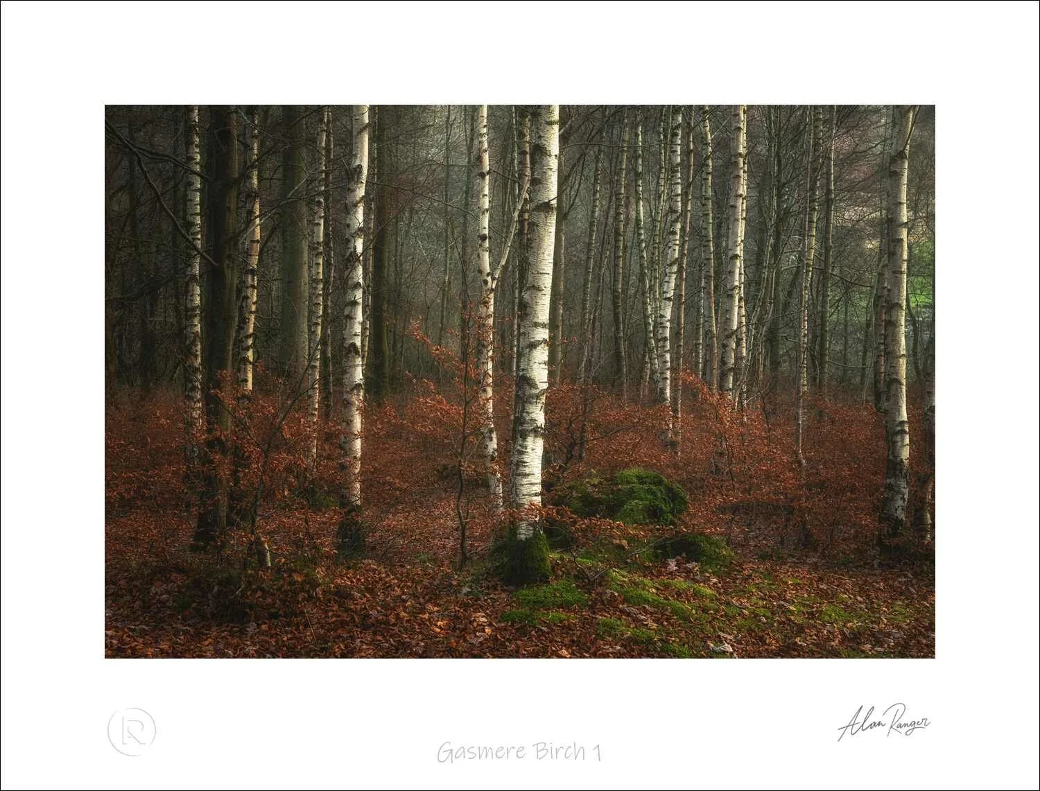 Gasmere Birch 1.jpg