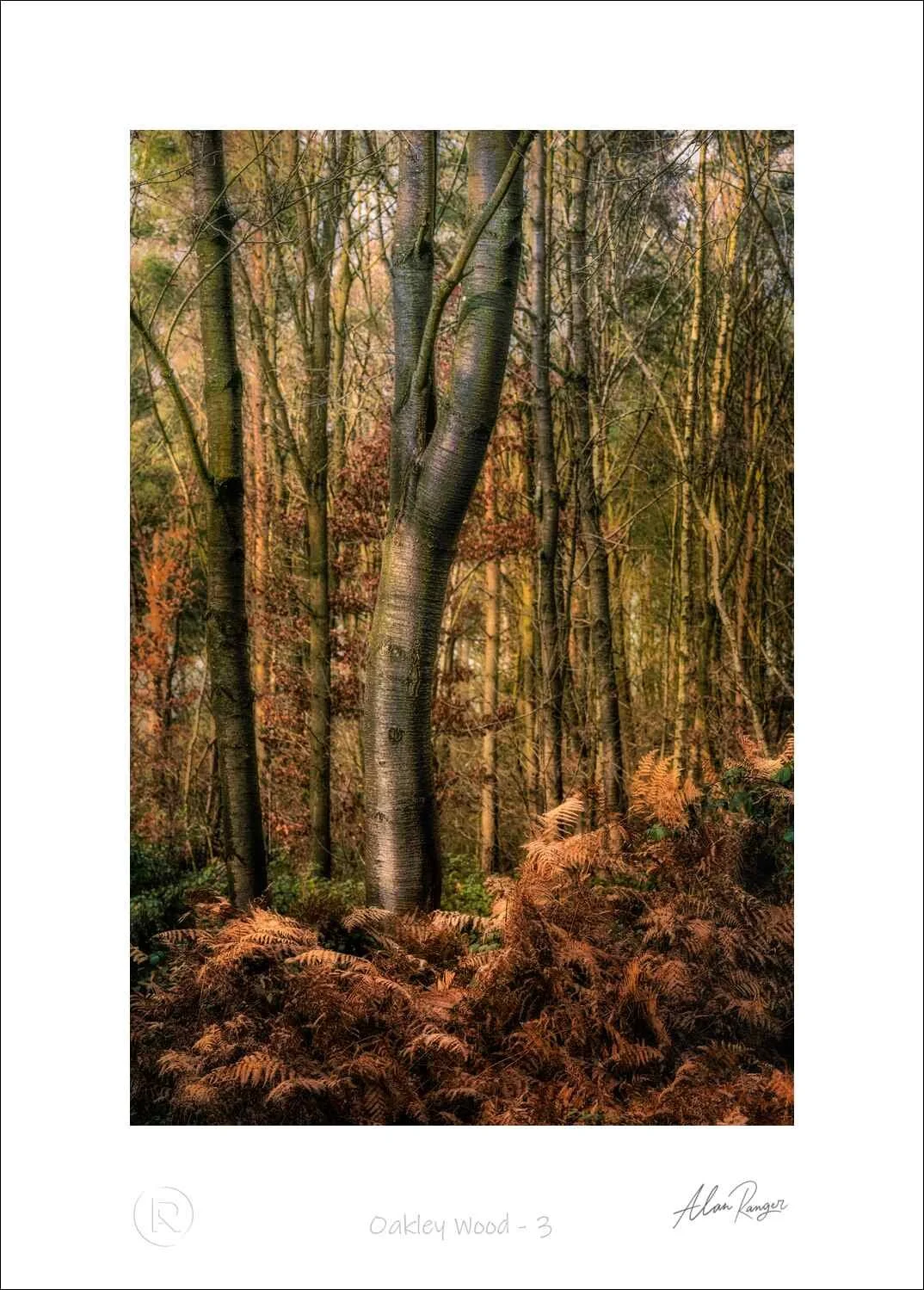 Oakley Wood - 3.jpg
