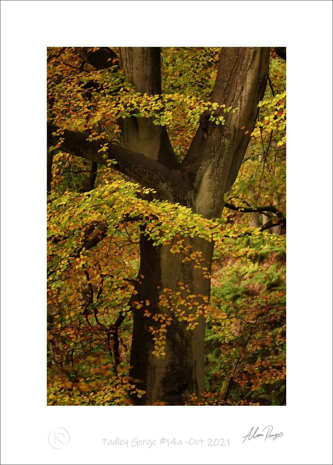 Padley Gorge #14a -Oct 2021.jpg