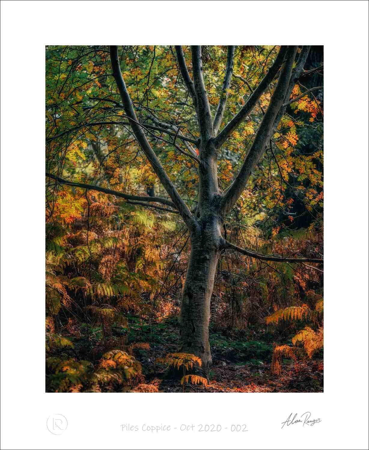 Piles Coppice - Oct 2020 - 002.jpg