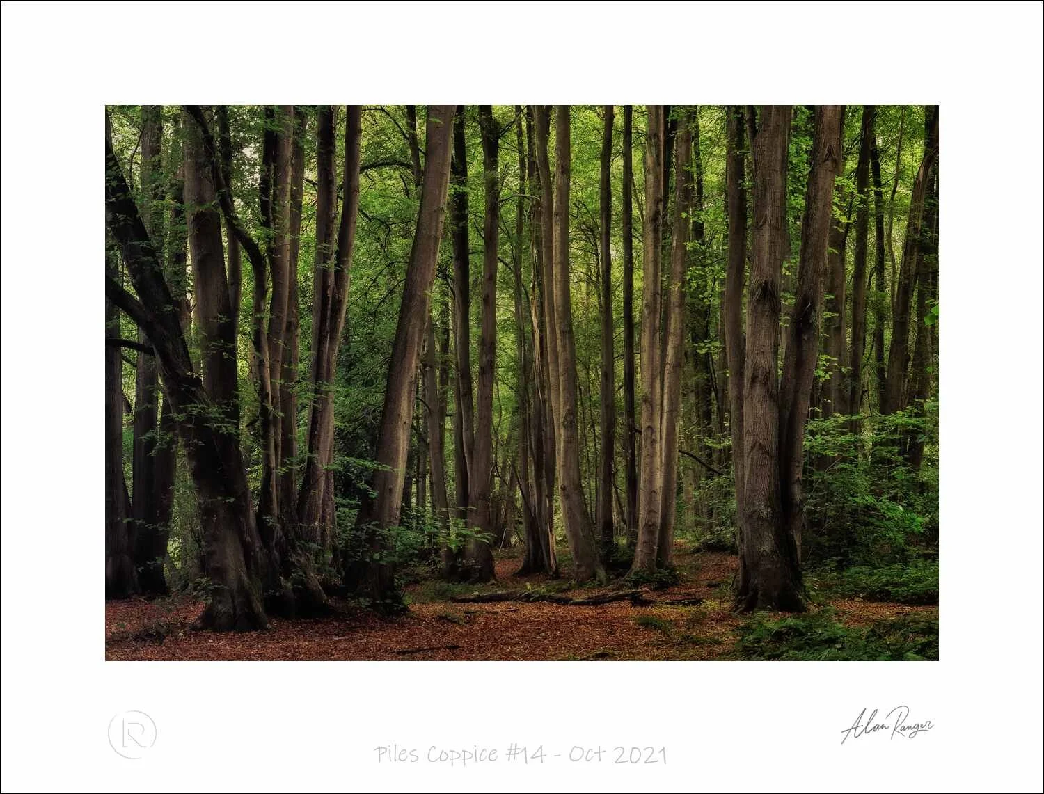Piles Coppice #14 - Oct 2021.jpg