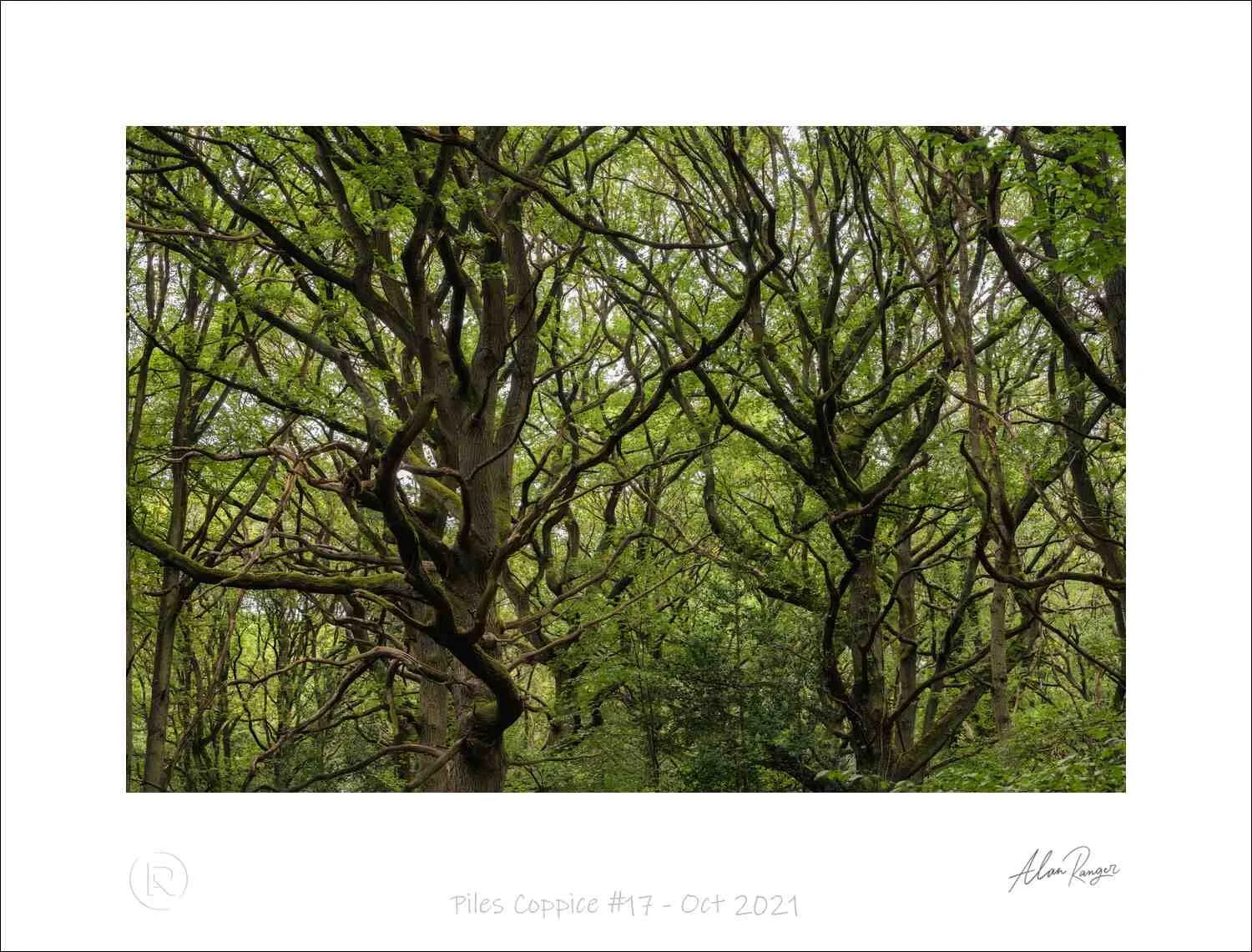 Piles Coppice #17 - Oct 2021.jpg