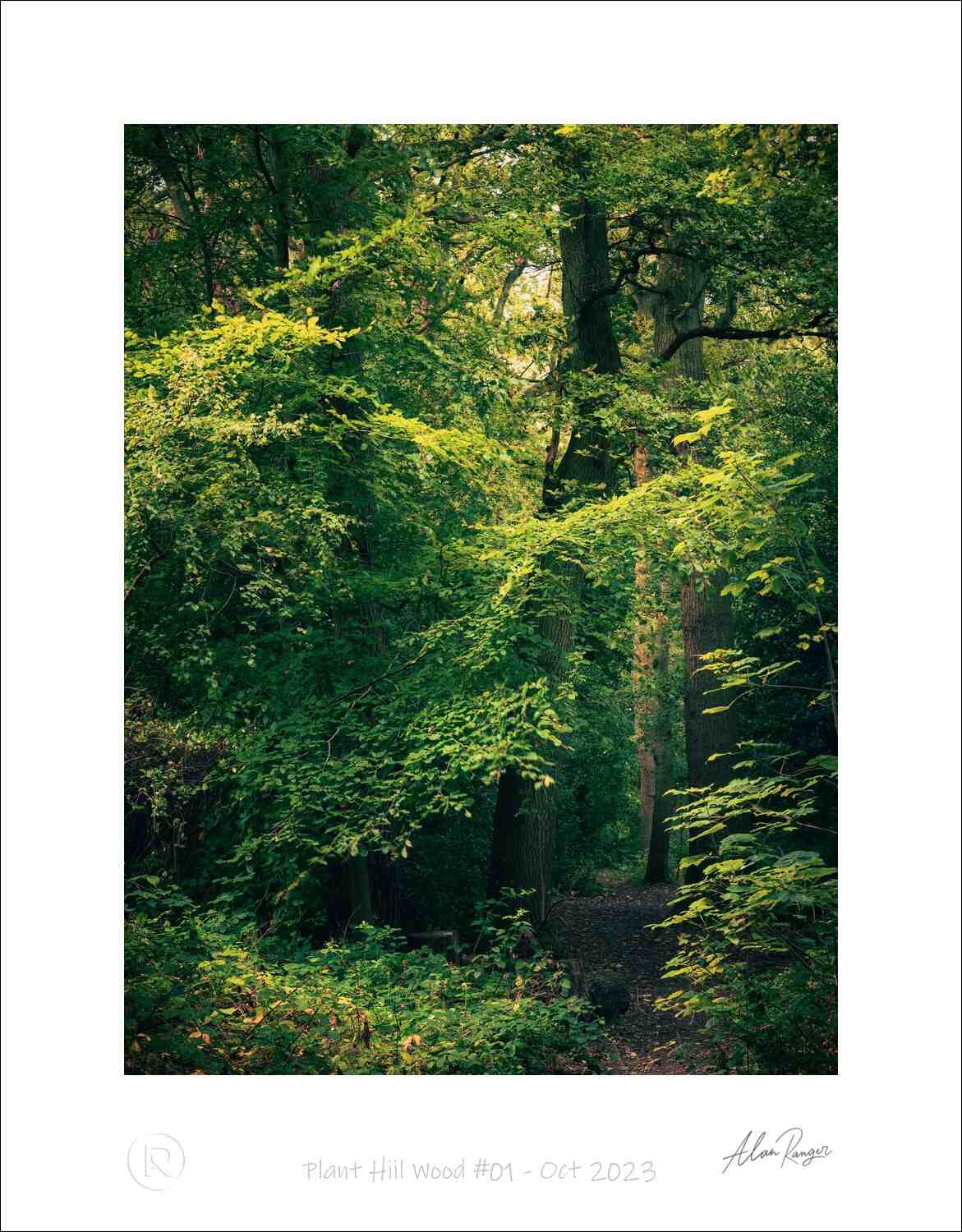 Plant Hiil Wood #01 - Oct 2023.jpg
