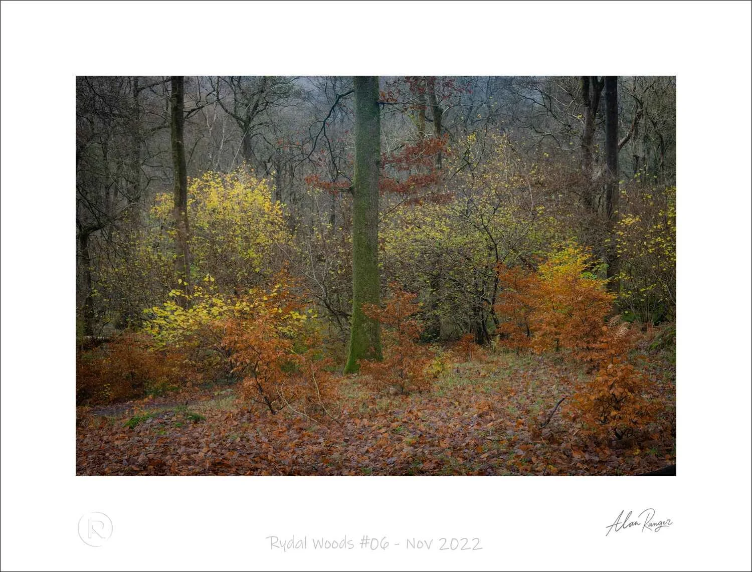 Rydal Woods #06 - Nov 2022.jpg