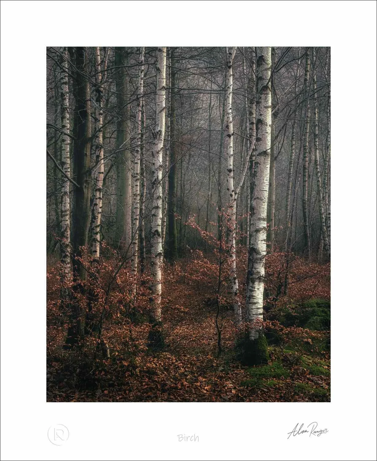 Birch.jpg
