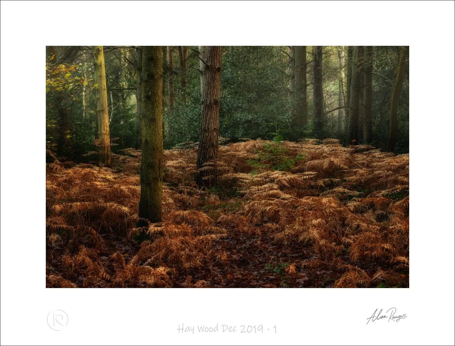 Woodland Photography Walks
