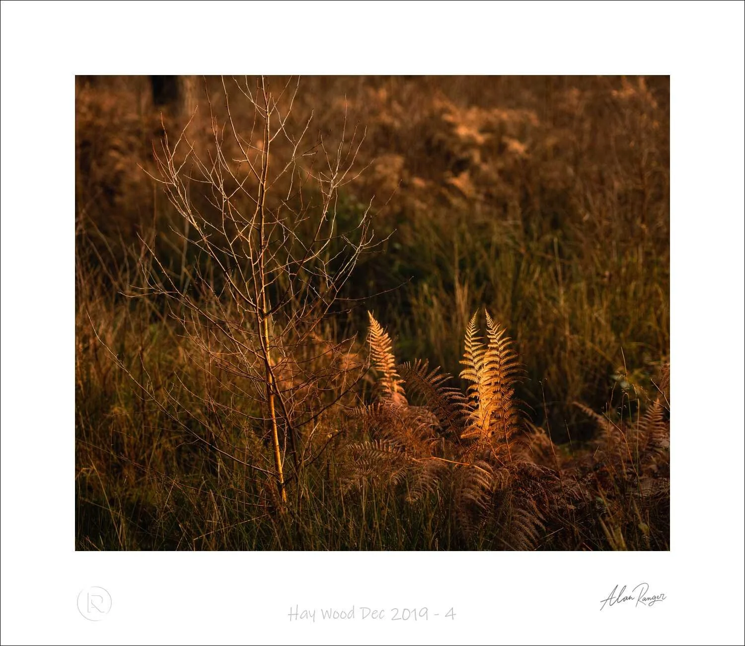 Hay Wood Dec 2019 - 4.jpg