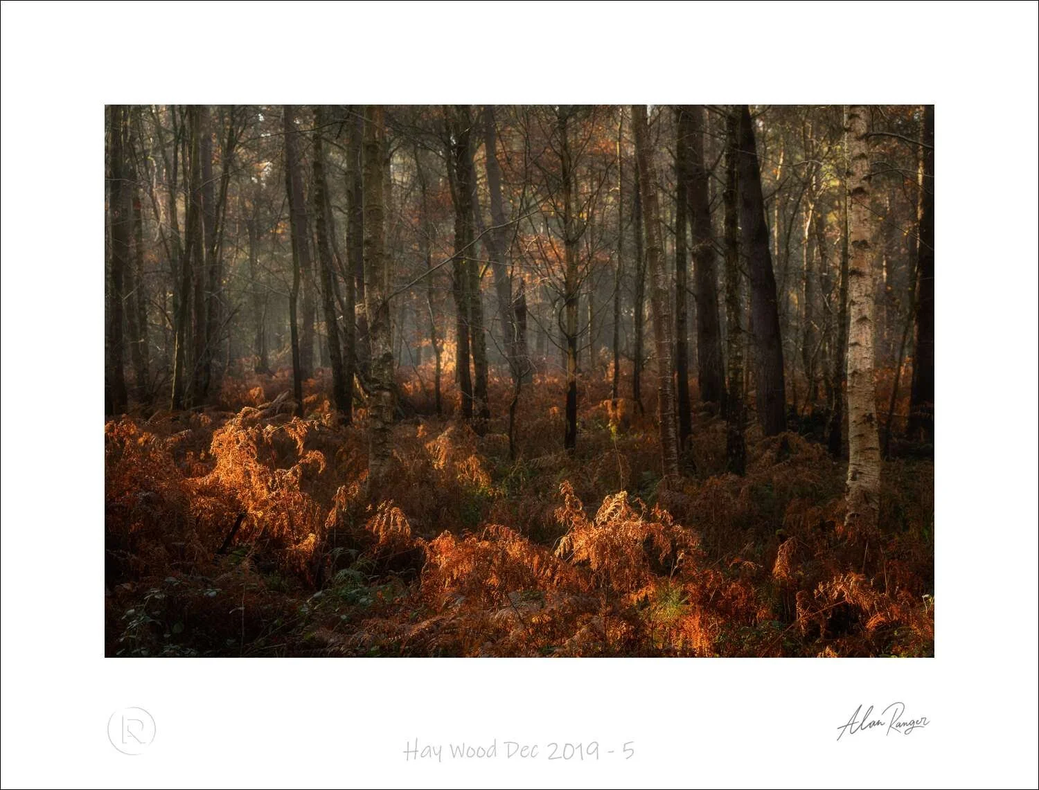 Hay Wood Dec 2019 - 5.jpg