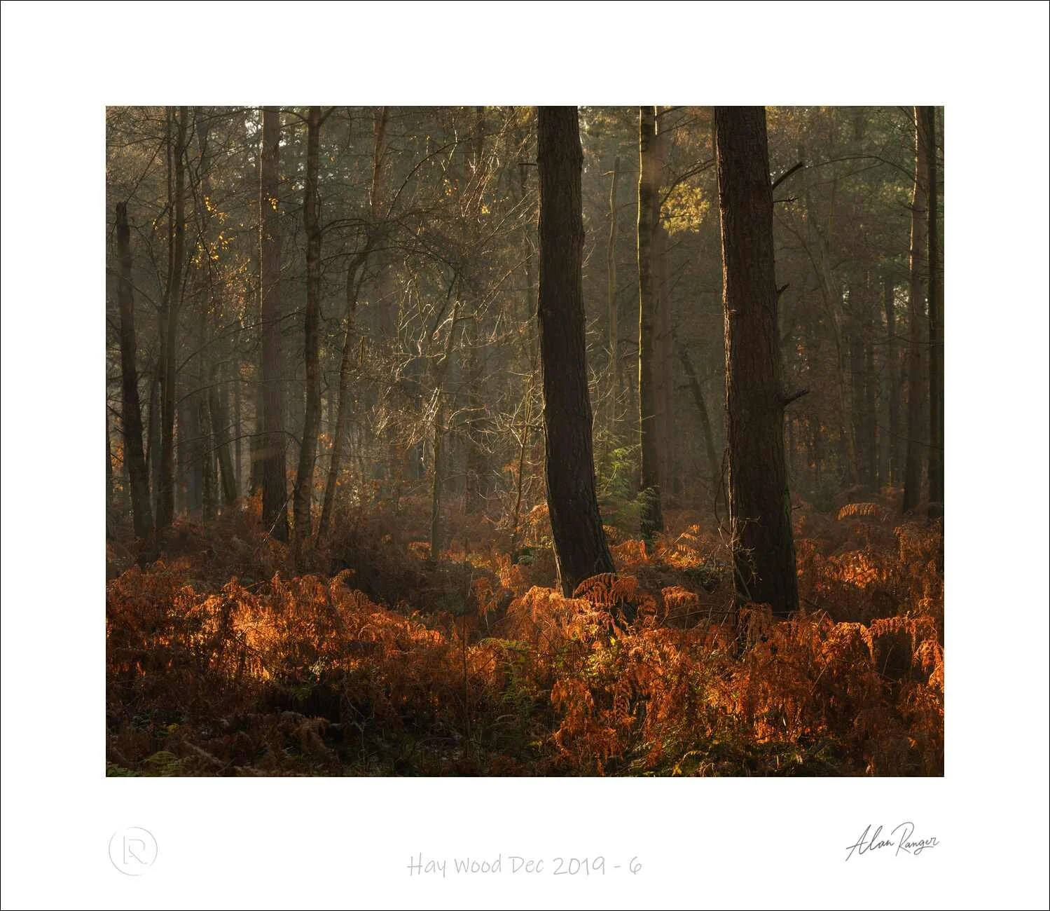 woodland photography