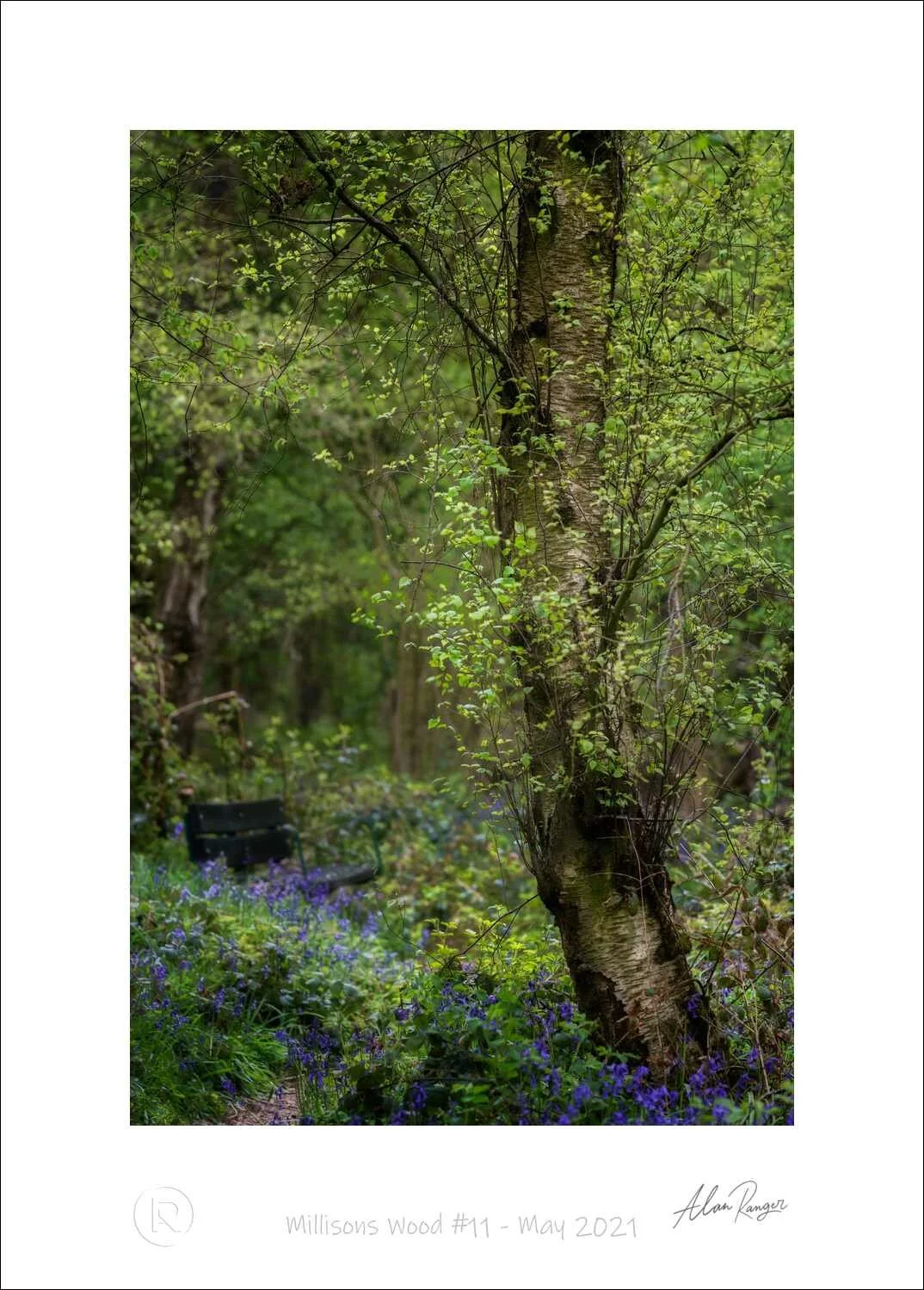 Millisons Wood #11 - May 2021.jpg