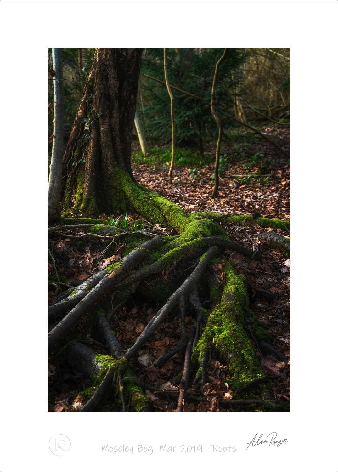 Woodland Photography Walks