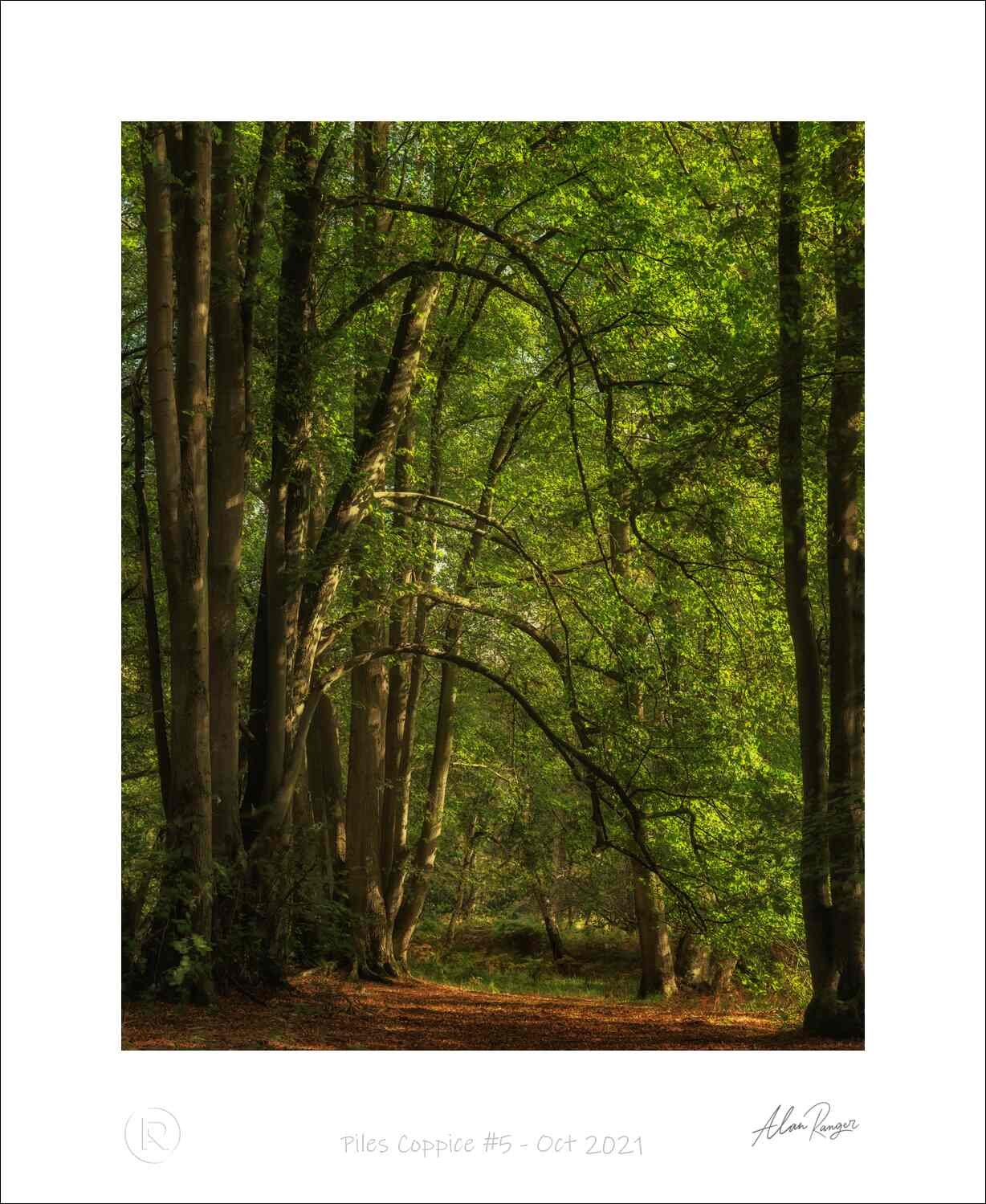 Piles Coppice #5 - Oct 2021.jpg