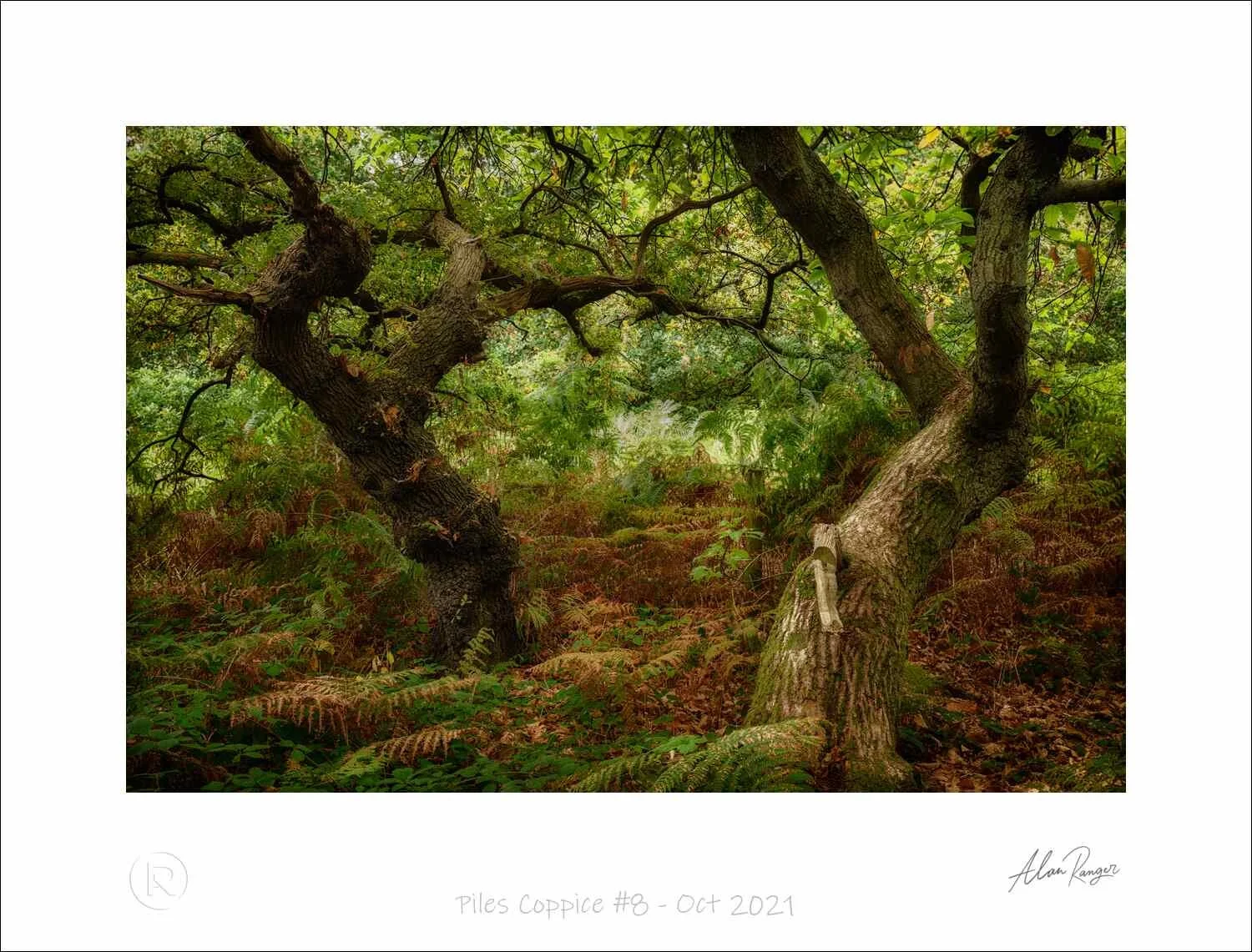 Piles Coppice #8 - Oct 2021.jpg