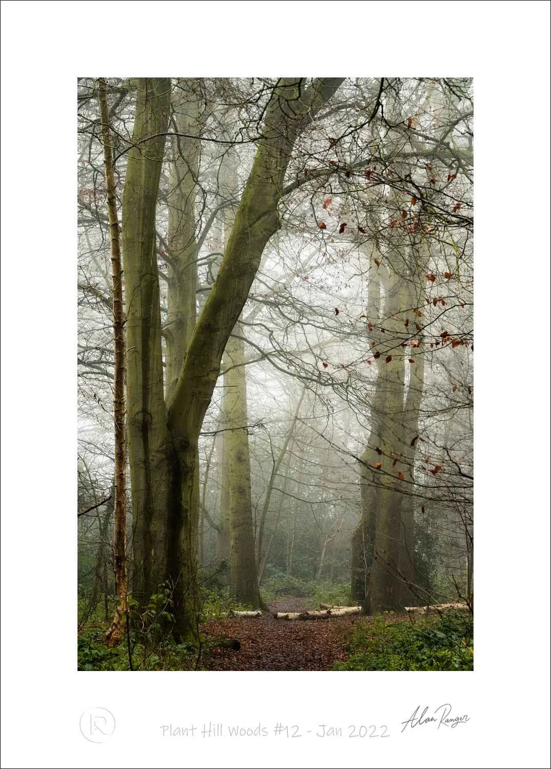 Plant Hill Woods #12 - Jan 2022.jpg