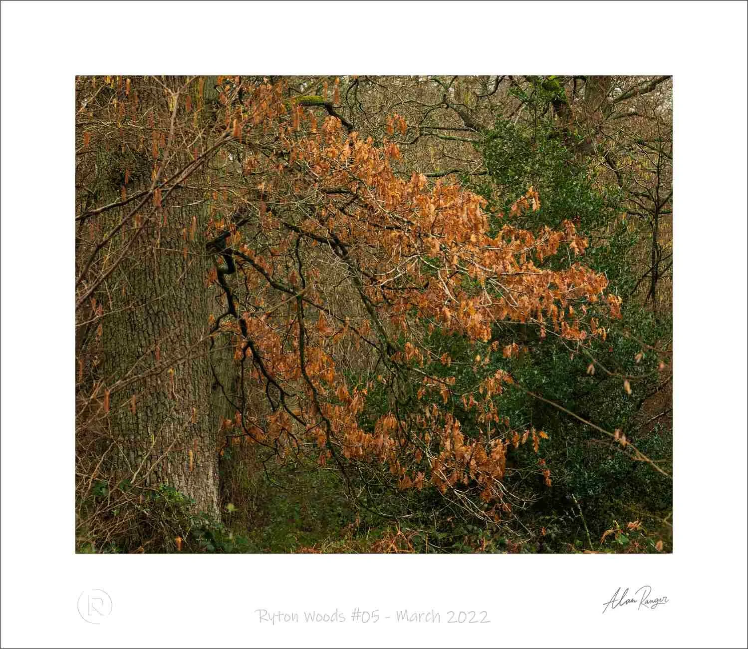 Ryton Woods #05 - March 2022.jpg