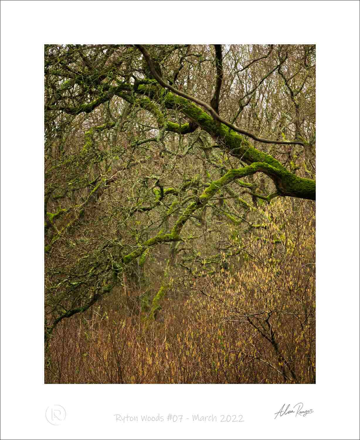 Ryton Woods #07 - March 2022.jpg
