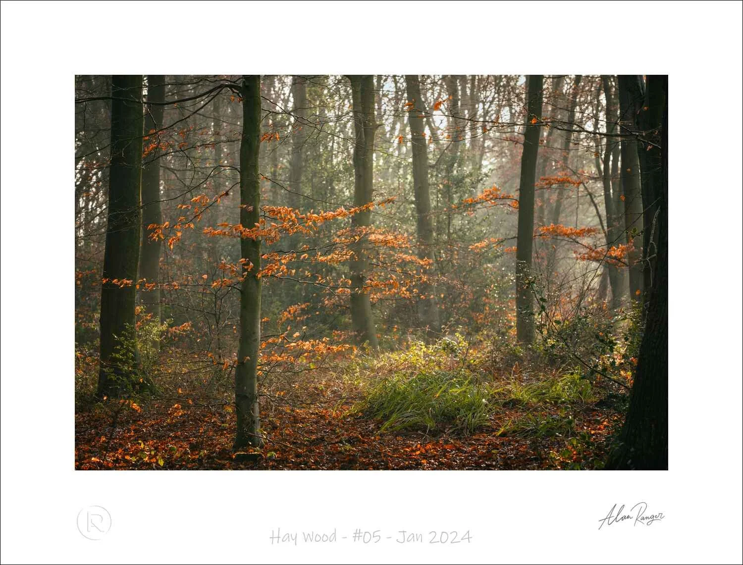 Hay Wood - #05 - Jan 2024.jpg
