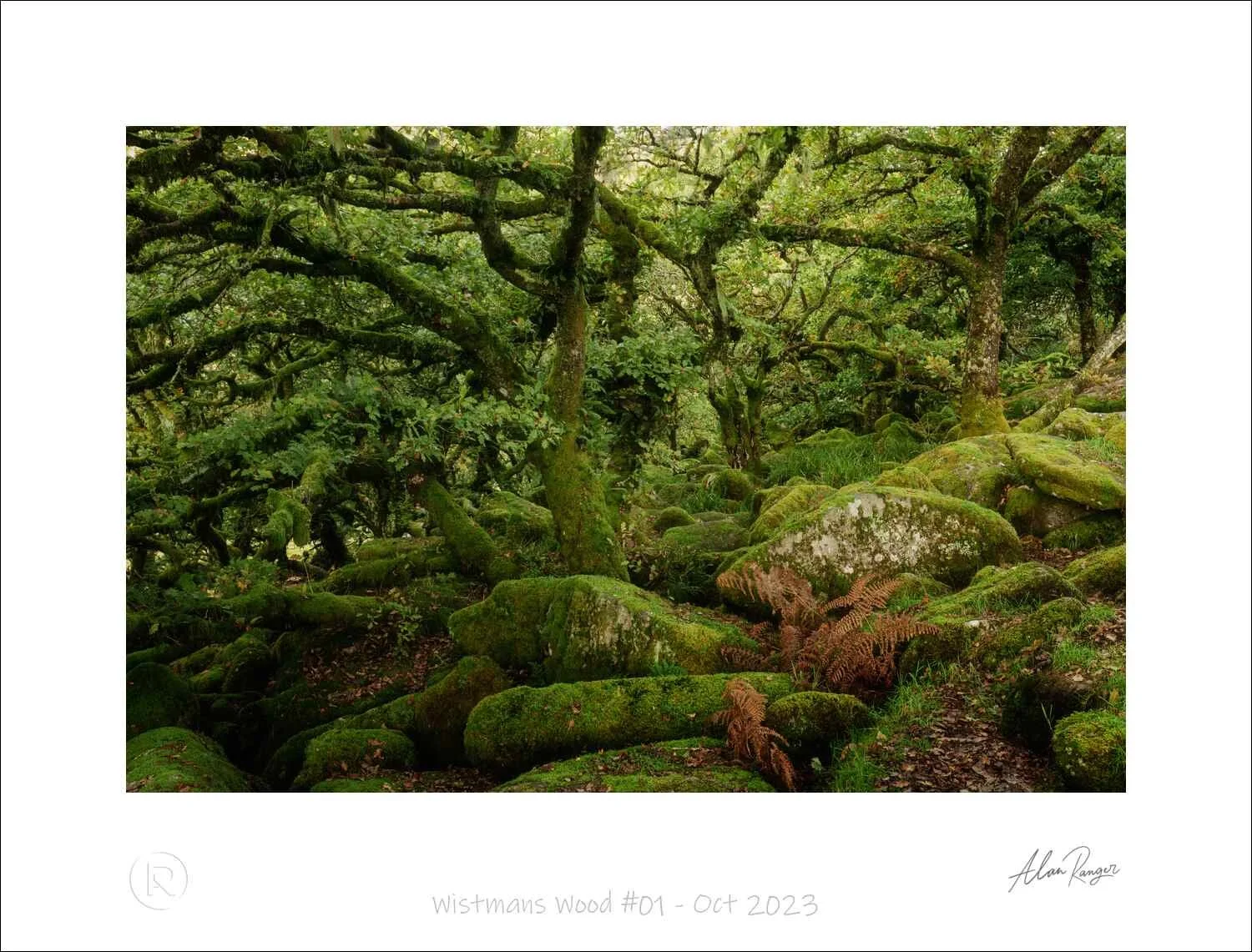 Wistmans Wood #01 - Oct 2023.jpg
