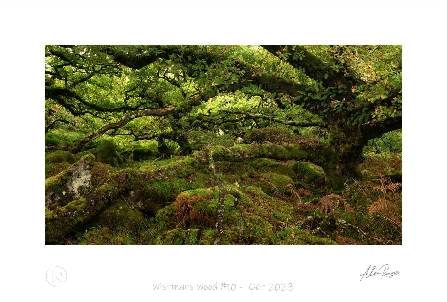 Wistmans Wood #10 -  Oct 2023.jpg